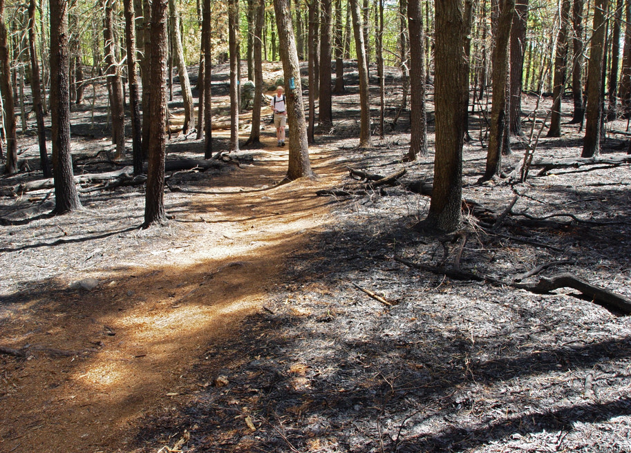Blue Hills Skyline trail after forest fires