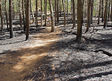 Blue Hills Skyline trail after forest fires