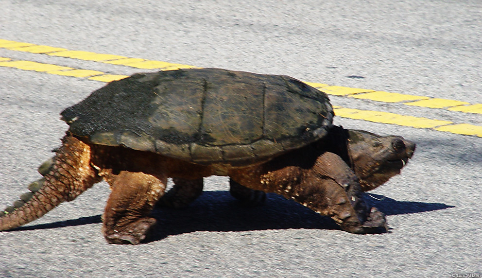 Large turtle crossing the street