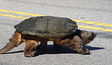 Large turtle crossing the street