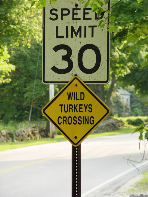 Wild Turkeys Crossing
