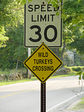 Wild Turkeys Crossing