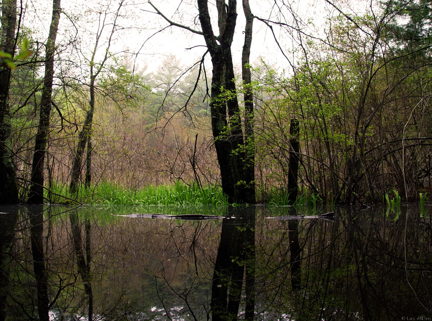 swamp