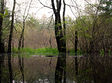 swamp