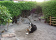 Nalle