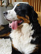 Nalle
