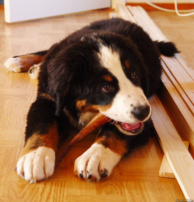 nalle1