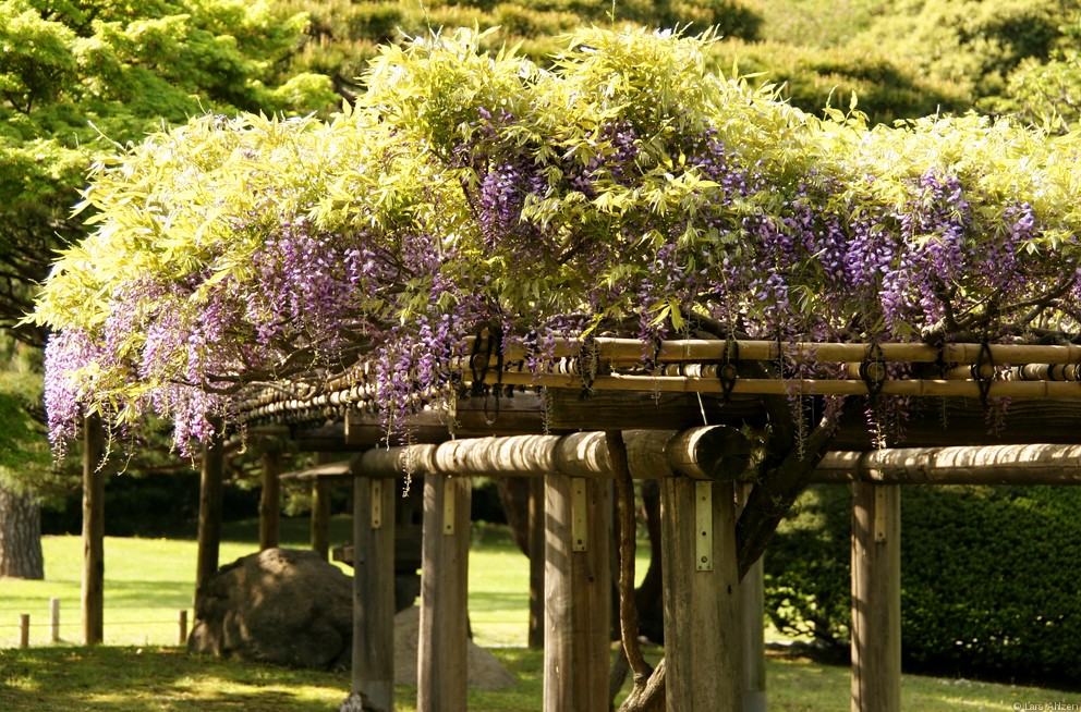 Hamarikyu Park 2