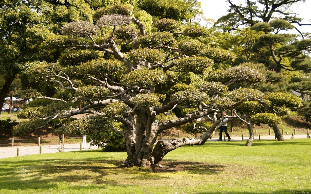 Hamarikyu Park 3