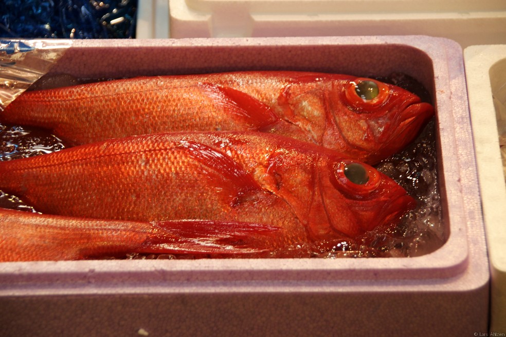 Tsukiji Fish Market 2